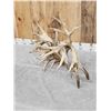 Image 5 : MONSTER 329" Set Of Whitetail Shed Antlers