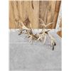 Image 6 : MONSTER 329" Set Of Whitetail Shed Antlers
