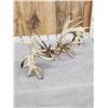 Image 7 : MONSTER 329" Set Of Whitetail Shed Antlers