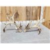 Image 8 : MONSTER 329" Set Of Whitetail Shed Antlers