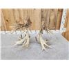 Image 9 : MONSTER 329" Set Of Whitetail Shed Antlers