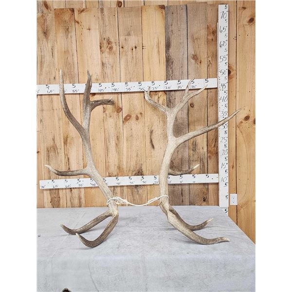 Huge Set Of 8x8 Elk Cut Off Antlers
