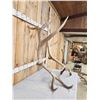 Image 3 : Huge Set Of 8x8 Elk Cut Off Antlers
