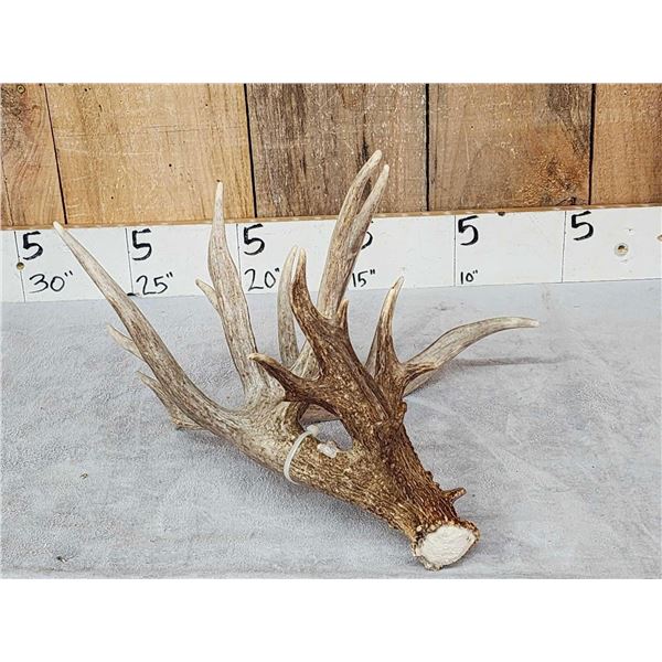 Awesome 126" Whitetail Shed Antler