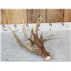 Image 1 : Awesome 126" Whitetail Shed Antler