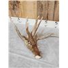 Image 2 : Awesome 126" Whitetail Shed Antler