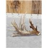 Image 3 : Awesome 126" Whitetail Shed Antler