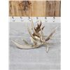 Image 4 : Awesome 126" Whitetail Shed Antler