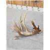 Image 5 : Awesome 126" Whitetail Shed Antler