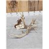Image 6 : Awesome 126" Whitetail Shed Antler