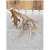 Image 7 : Awesome 126" Whitetail Shed Antler