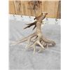 Image 8 : Awesome 126" Whitetail Shed Antler