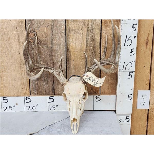 5x5 Whitetail Antlers On Skull