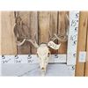 Image 1 : 5x5 Whitetail Antlers On Skull