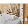 Image 2 : 5x5 Whitetail Antlers On Skull
