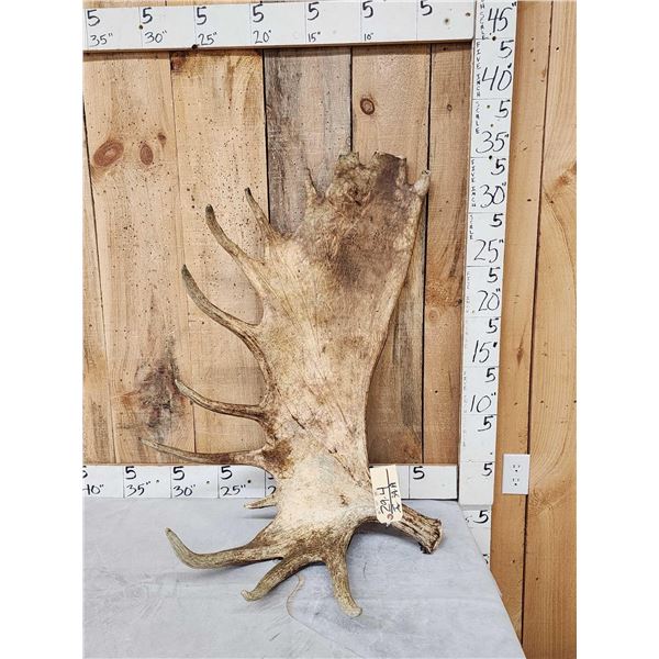 19.3 Lbs Alaskan Moose Shed Antler