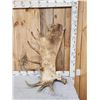 Image 1 : 19.3 Lbs Alaskan Moose Shed Antler