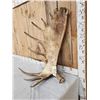 Image 2 : 19.3 Lbs Alaskan Moose Shed Antler