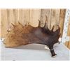 Image 4 : 19.3 Lbs Alaskan Moose Shed Antler