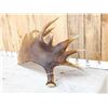 Image 5 : 19.3 Lbs Alaskan Moose Shed Antler