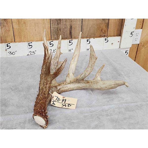 Massive 118" Whitetail Shed Antler