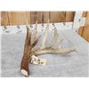Image 1 : Massive 118" Whitetail Shed Antler