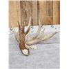 Image 2 : Massive 118" Whitetail Shed Antler