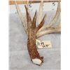 Image 3 : Massive 118" Whitetail Shed Antler