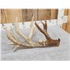 Image 4 : Massive 118" Whitetail Shed Antler