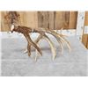 Image 5 : Massive 118" Whitetail Shed Antler