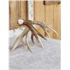 Image 6 : Massive 118" Whitetail Shed Antler
