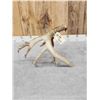 Image 7 : Massive 118" Whitetail Shed Antler