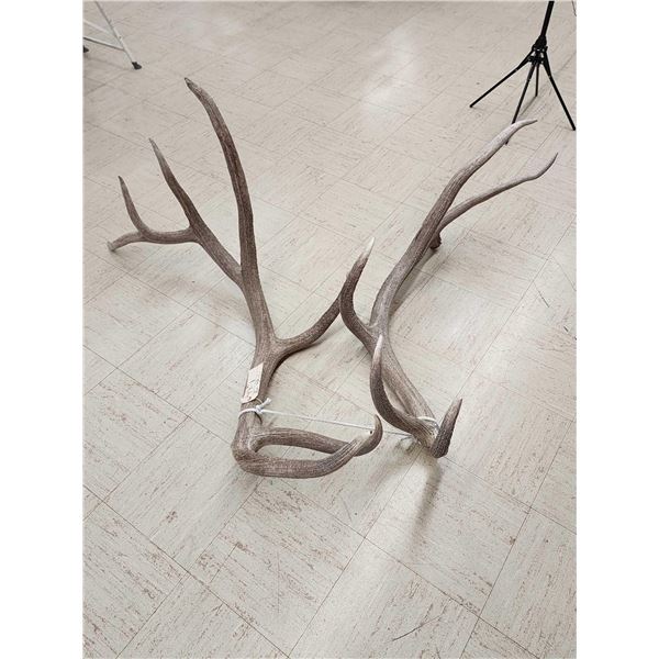 Big Set Of 6x7 Elk Cut Off Antlers