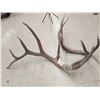 Image 2 : Big Set Of 6x7 Elk Cut Off Antlers