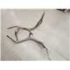 Image 4 : Big Set Of 6x7 Elk Cut Off Antlers