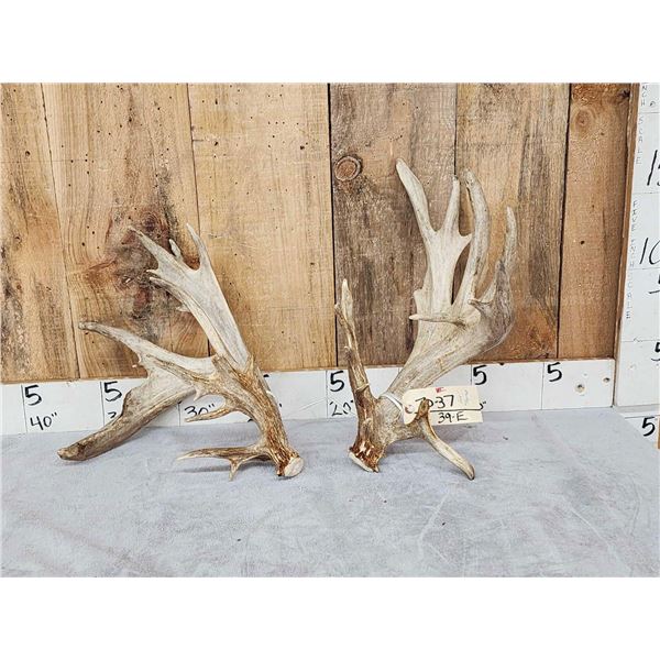 Massive 249" Set Of Whitetail Shed Antlers