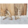 Image 1 : Massive 249" Set Of Whitetail Shed Antlers