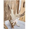 Image 2 : Massive 249" Set Of Whitetail Shed Antlers