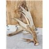 Image 3 : Massive 249" Set Of Whitetail Shed Antlers