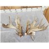 Image 4 : Massive 249" Set Of Whitetail Shed Antlers