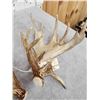 Image 5 : Massive 249" Set Of Whitetail Shed Antlers