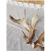 Image 6 : Massive 249" Set Of Whitetail Shed Antlers