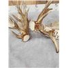 Image 7 : Massive 249" Set Of Whitetail Shed Antlers