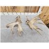 Image 8 : Massive 249" Set Of Whitetail Shed Antlers