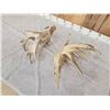 Image 9 : Massive 249" Set Of Whitetail Shed Antlers