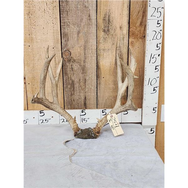 6x5 Mule Deer Antlers On Skull Plate
