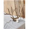 Image 2 : 6x5 Mule Deer Antlers On Skull Plate