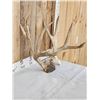 Image 3 : 6x5 Mule Deer Antlers On Skull Plate