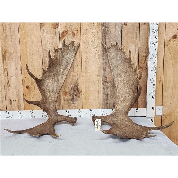 30.4 Lbs Set Of Alaskan Moose Antlers