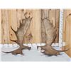 Image 1 : 30.4 Lbs Set Of Alaskan Moose Antlers